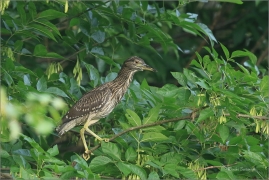<p>KVAKOŠ NOČNÍ (Nycticorax nycticorax) jižní Morava --- /Black-crowned night heron - Nachtreiher/</p>
